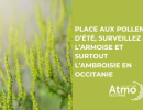 Les pollens de l'été en Occitanie